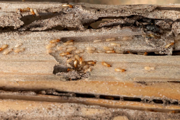 Best Termite Control Services  in Iota, LA