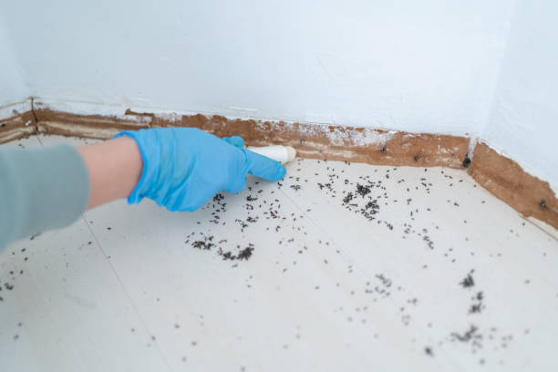 Professional Pest Control in Iota, LA